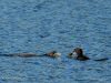 Common loon feeding chick on Horseshoe Lake, by Kris Carlton