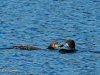Common loon feeding chick on Horseshoe Lake, by Kris Carlton